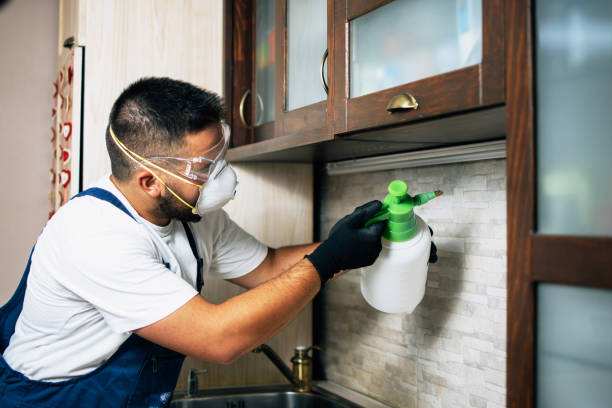 Best Local Pest Control Services  in Springfield, NJ