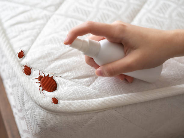 Reliable Springfield, NJ Pest Control Solutions