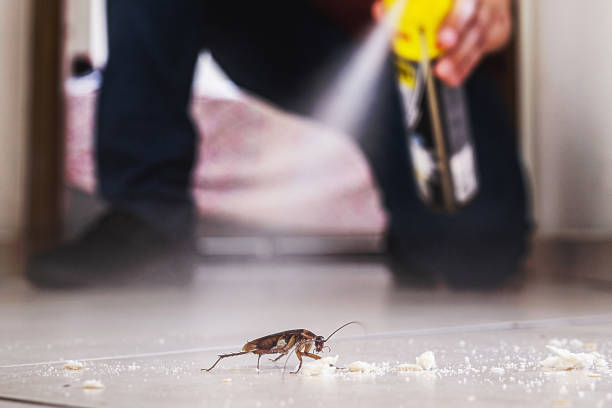 Spider Control Near Me in Springfield, NJ