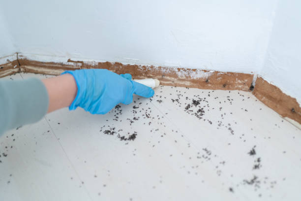Best Wasp Removal Services  in Springfield, NJ